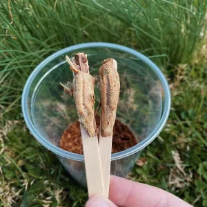 Carolina Praying Mantis Egg Hatching Kit - 2 Eggs Fresh for The Season
