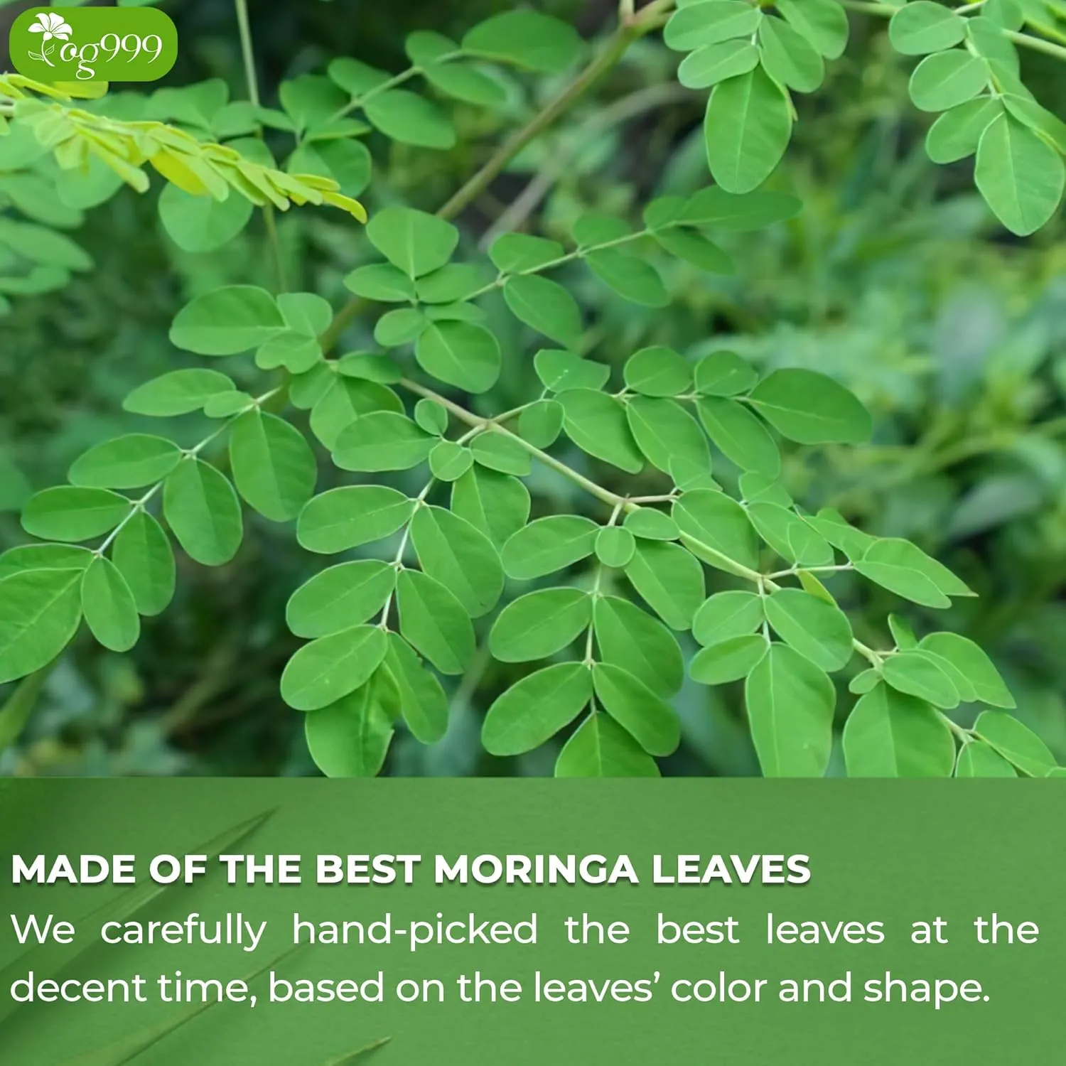 TOG999, Premium 120 Moringa Leaf Tea Bags, 100% Natural & Pure from Moringa Leaves. Loose Leaf Moringa Herbal Tea. Moringa Leaf Tea. No Sugar, No Caffeine, No Gluten, Vegan.